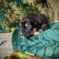 704 Cohiba, a male Central Asian Shepherd for sale in Marshville, NC – Photo 4 of 10