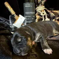 704 Cohiba, a male Central Asian Shepherd for sale in Marshville, NC – Photo 6 of 10