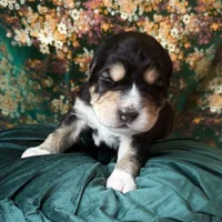 704 Oliva, a female Central Asian Shepherd for sale in Marshville, NC – Photo 8 of 9