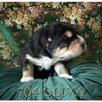 704 Oliva, a female Central Asian Shepherd for sale in Marshville, NC – Photo 3 of 9