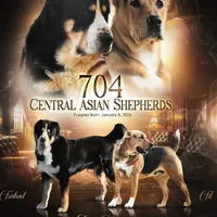 704 Oliva, a female Central Asian Shepherd for sale in Marshville, NC – Photo 5 of 9