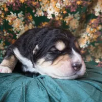 704 Oliva, a female Central Asian Shepherd for sale in Marshville, NC – Photo 7 of 9