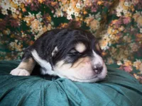 processed/9efc2ea0-c657-47aa-b891-65d4bb6c0312/listing/61dc1a31-758c-42a8-8d43-7ce4215e069c/bdef6ed0-4aa5-4f12-9858-4a36d1704af7