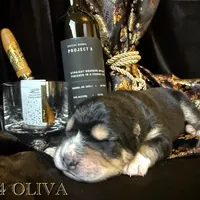 704 Oliva, a female Central Asian Shepherd for sale in Marshville, NC – Photo 4 of 9