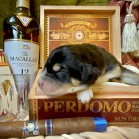 704 Oliva, a female Central Asian Shepherd for sale in Marshville, NC – Photo 6 of 9