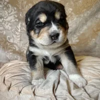 704 Oliva, a female Central Asian Shepherd for sale in Marshville, NC – Photo 1 of 9