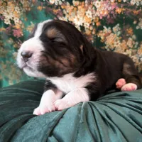 704 Leather Rose, a female Central Asian Shepherd for sale in Marshville, NC – Photo 7 of 10