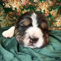 704 Leather Rose, a female Central Asian Shepherd for sale in Marshville, NC – Photo 6 of 10