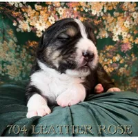 704 Leather Rose, a female Central Asian Shepherd for sale in Marshville, NC – Photo 4 of 10