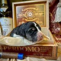 704 Leather Rose, a female Central Asian Shepherd for sale in Marshville, NC – Photo 10 of 10