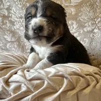 704 Leather Rose, a female Central Asian Shepherd for sale in Marshville, NC – Photo 3 of 10