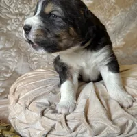 704 Leather Rose, a female Central Asian Shepherd for sale in Marshville, NC – Photo 2 of 10