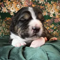 704 Leather Rose, a female Central Asian Shepherd for sale in Marshville, NC – Photo 5 of 10