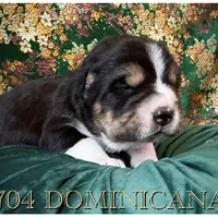 704 Dominicana, a female Central Asian Shepherd for sale in Marshville, NC – Photo 5 of 10