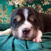 704 Dominicana, a female Central Asian Shepherd for sale in Marshville, NC – Photo 4 of 10