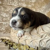 704 Dominicana, a female Central Asian Shepherd for sale in Marshville, NC – Photo 2 of 10