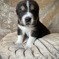 704 Dominicana, a female Central Asian Shepherd for sale in Marshville, NC – Photo 1 of 10