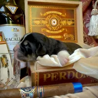 704 Dominicana, a female Central Asian Shepherd for sale in Marshville, NC – Photo 9 of 10