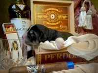 processed/9efc2ea0-c657-47aa-b891-65d4bb6c0312/listing/c79b3a24-9b27-4258-bb72-d04e7bd9a3aa/75749403-056e-4a45-9582-47559497096e