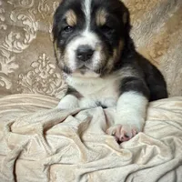 704 Dominicana, a female Central Asian Shepherd for sale in Marshville, NC – Photo 3 of 10