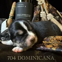 704 Dominicana, a female Central Asian Shepherd for sale in Marshville, NC – Photo 8 of 10