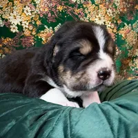 704 Dominicana, a female Central Asian Shepherd for sale in Marshville, NC – Photo 6 of 10