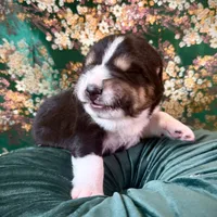 704 Dominicana, a female Central Asian Shepherd for sale in Marshville, NC – Photo 7 of 10