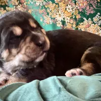 704 Fat Bottom Betty, a female Central Asian Shepherd for sale in Marshville, NC – Photo 6 of 9