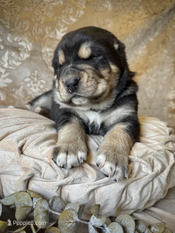 704 Fat Bottom Betty