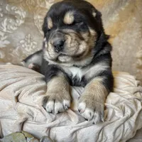 704 Fat Bottom Betty, a female Central Asian Shepherd for sale in Marshville, NC – Photo 1 of 9