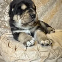 704 Fat Bottom Betty, a female Central Asian Shepherd for sale in Marshville, NC – Photo 2 of 9