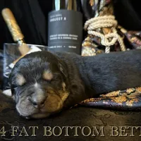 704 Fat Bottom Betty, a female Central Asian Shepherd for sale in Marshville, NC – Photo 4 of 9