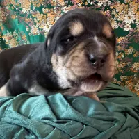 704 Fat Bottom Betty, a female Central Asian Shepherd for sale in Marshville, NC – Photo 7 of 9