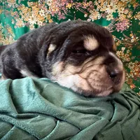 704 Fat Bottom Betty, a female Central Asian Shepherd for sale in Marshville, NC – Photo 8 of 9