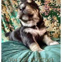 704 Fat Bottom Betty, a female Central Asian Shepherd for sale in Marshville, NC – Photo 3 of 9