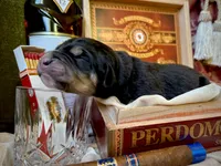 processed/9efc2ea0-c657-47aa-b891-65d4bb6c0312/listing/f3ee80aa-3afb-43a0-a1c3-e35760e26698/fa4e87cc-ac53-401c-9afe-19187a06cdf4