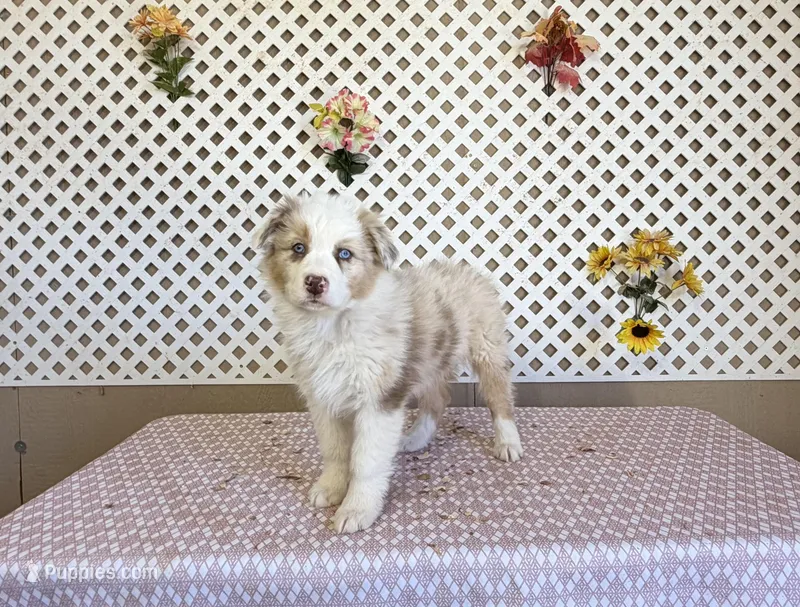 John, a male Australian Shepherd for sale in Tonopah, AZ – Photo 1 of 3