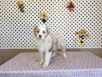 John, a male Australian Shepherd for sale in Tonopah, AZ – Photo 1 of 3