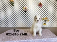 John, a male Australian Shepherd for sale in Tonopah, AZ – Photo 2 of 3