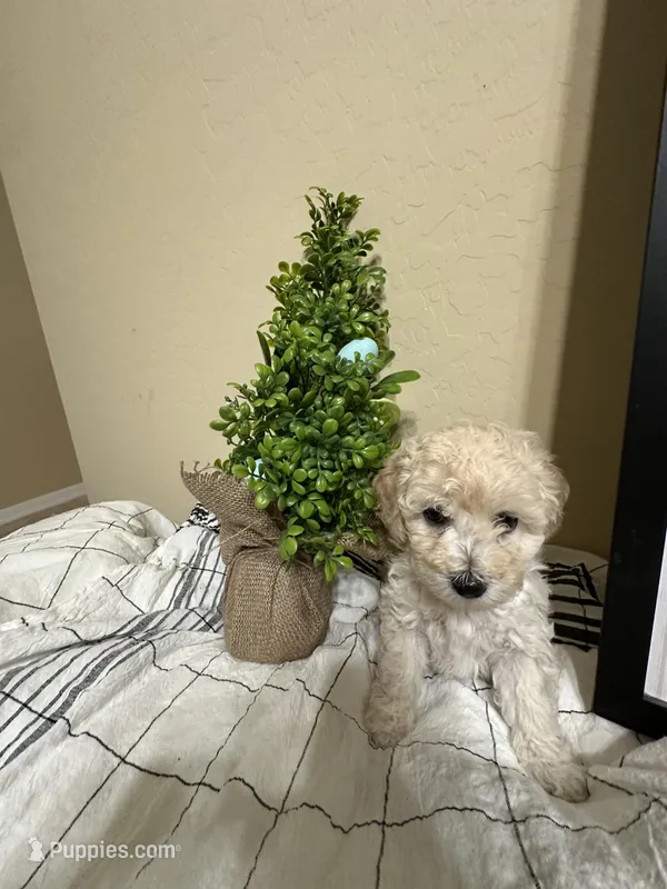 Marshmello – Poochon puppy for sale in Tonopah, AZ
