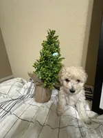 Marshmello, a female Poochon for sale in Tonopah, AZ – Photo 1 of 3