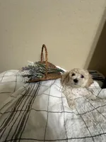 Marshmello, a female Poochon for sale in Tonopah, AZ – Photo 3 of 3