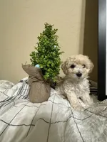 Marshmello, a female Poochon for sale in Tonopah, AZ – Photo 2 of 3