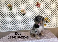 Tom, a male Australian Shepherd for sale in Tonopah, AZ – Photo 2 of 4