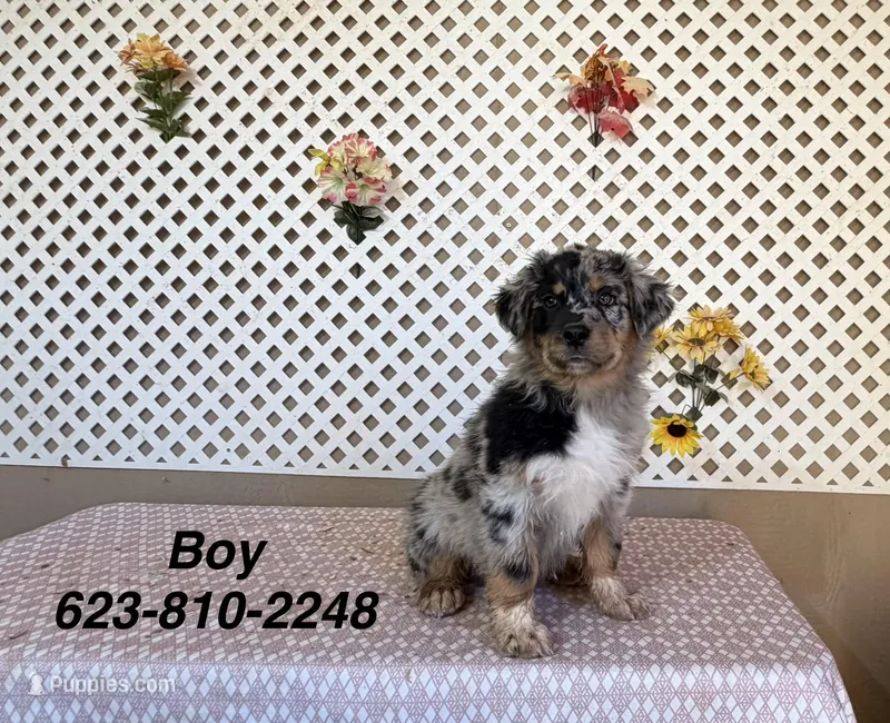 Tom – Australian Shepherd puppy for sale in Tonopah, AZ