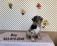 Tom, a male Australian Shepherd for sale in Tonopah, AZ – Photo 1 of 4