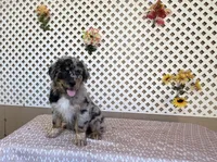 Tom, a male Australian Shepherd for sale in Tonopah, AZ – Photo 3 of 4