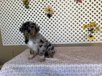 Tom, a male Australian Shepherd for sale in Tonopah, AZ – Photo 4 of 4