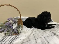 Susie, a female Poochon for sale in Tonopah, AZ – Photo 2 of 3