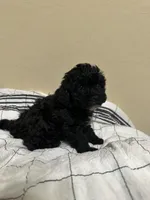 Susie, a female Poochon for sale in Tonopah, AZ – Photo 1 of 3